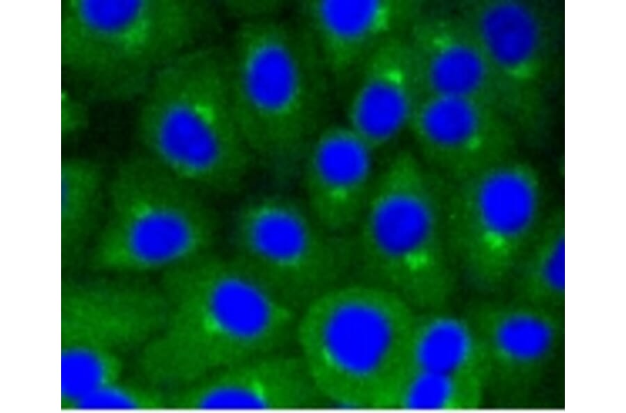 Anti-Caveolin-1 Antibody from Bioworld Technology (BS9878M) - Antibodies.com