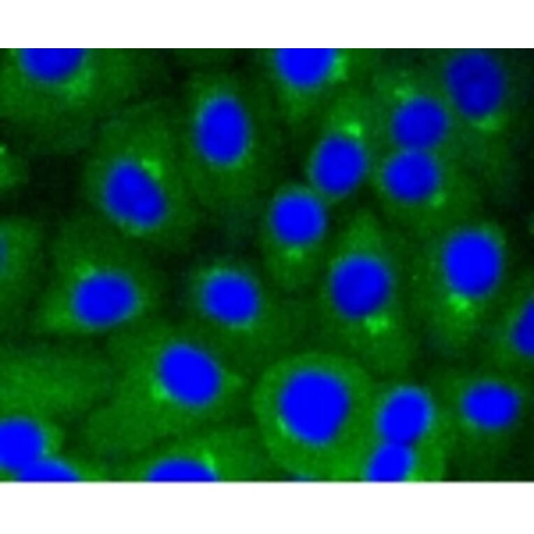 Anti-Caveolin-1 Antibody from Bioworld Technology (BS9878M) - Antibodies.com