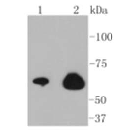 Anti-NF-kB p65 Antibody from Bioworld Technology (BS9879M) - Antibodies.com