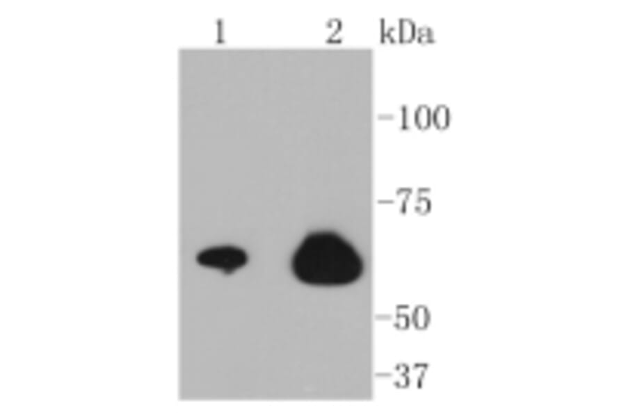 Anti-NF-kB p65 Antibody from Bioworld Technology (BS9879M) - Antibodies.com