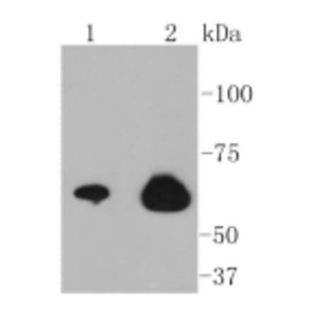 Anti-NF-kB p65 Antibody from Bioworld Technology (BS9879M) - Antibodies.com