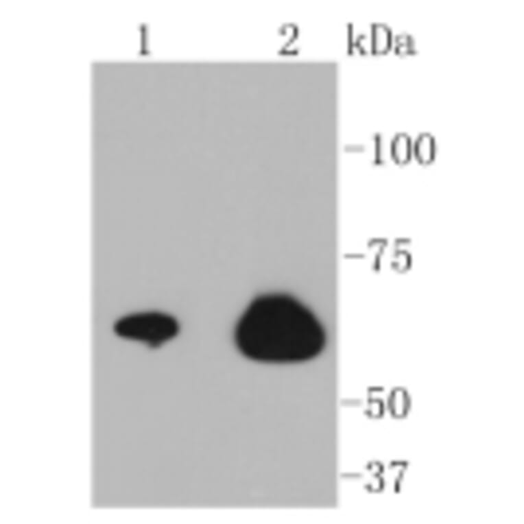 Anti-NF-kB p65 Antibody from Bioworld Technology (BS9879M) - Antibodies.com