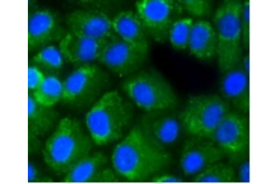 Anti-NF-kB p65 Antibody from Bioworld Technology (BS9879M) - Antibodies.com