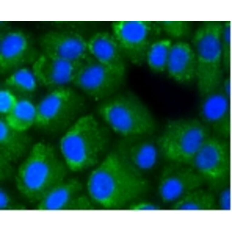 Anti-NF-kB p65 Antibody from Bioworld Technology (BS9879M) - Antibodies.com