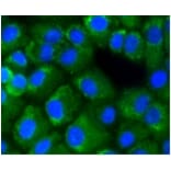 Anti-NF-kB p65 Antibody from Bioworld Technology (BS9879M) - Antibodies.com