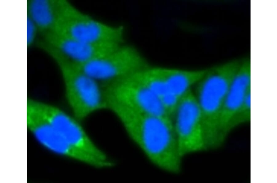 Anti-NF-kB p65 Antibody from Bioworld Technology (BS9879M) - Antibodies.com