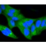 Anti-NF-kB p65 Antibody from Bioworld Technology (BS9879M) - Antibodies.com