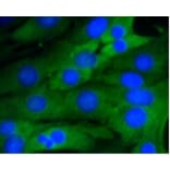 Anti-NF-kB p65 Antibody from Bioworld Technology (BS9879M) - Antibodies.com
