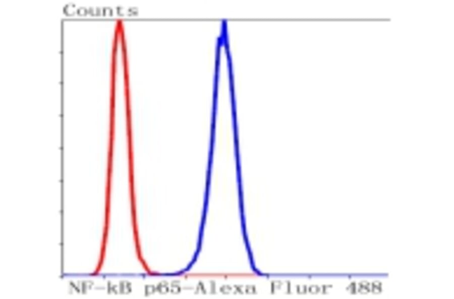 Anti-NF-kB p65 Antibody from Bioworld Technology (BS9879M) - Antibodies.com