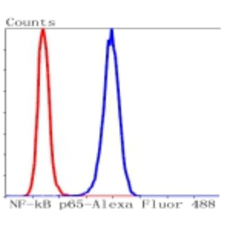 Anti-NF-kB p65 Antibody from Bioworld Technology (BS9879M) - Antibodies.com