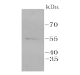 Anti-ERG Antibody from Bioworld Technology (BS9883M) - Antibodies.com