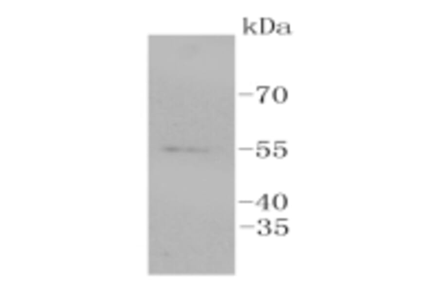 Anti-ERG Antibody from Bioworld Technology (BS9883M) - Antibodies.com