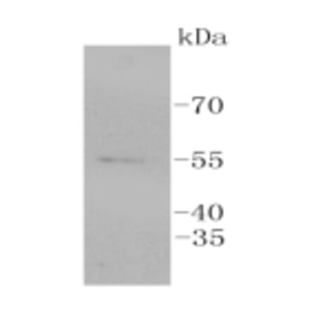 Anti-ERG Antibody from Bioworld Technology (BS9883M) - Antibodies.com