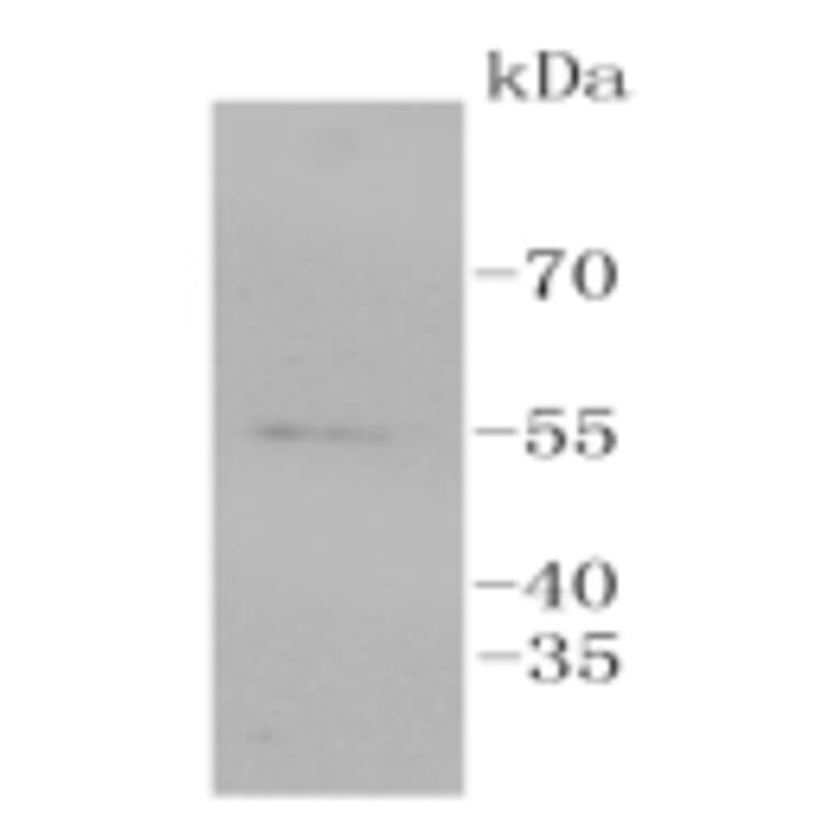 Anti-ERG Antibody from Bioworld Technology (BS9883M) - Antibodies.com