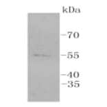 Anti-ERG Antibody from Bioworld Technology (BS9883M) - Antibodies.com