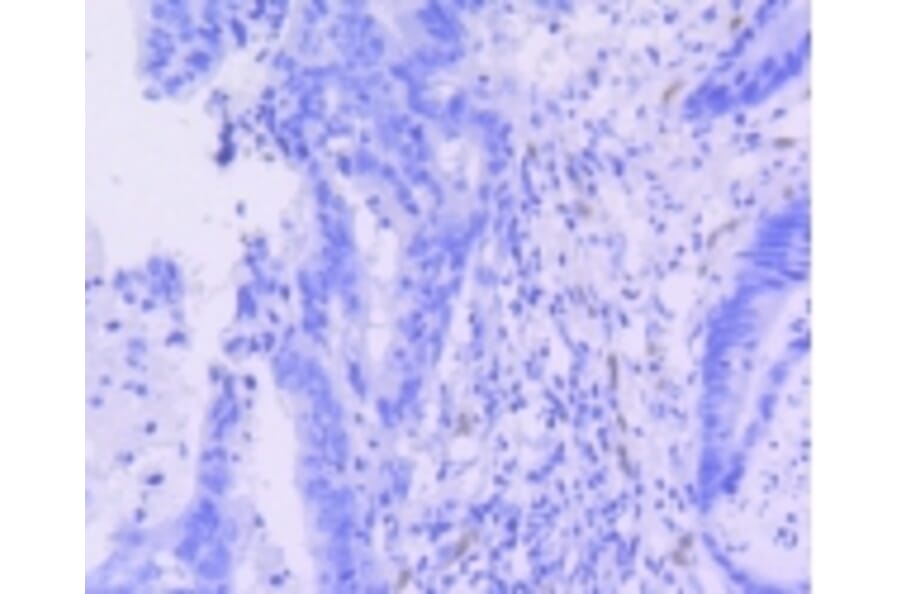 Anti-ERG Antibody from Bioworld Technology (BS9883M) - Antibodies.com