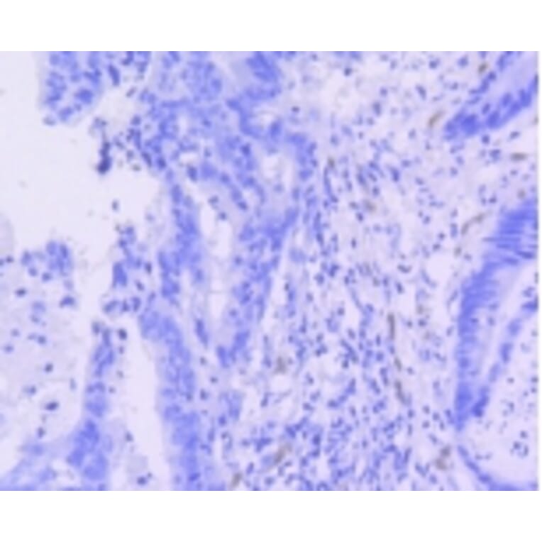 Anti-ERG Antibody from Bioworld Technology (BS9883M) - Antibodies.com