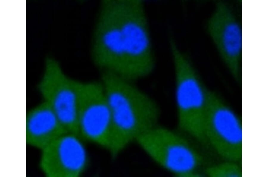 Anti-ERG Antibody from Bioworld Technology (BS9883M) - Antibodies.com