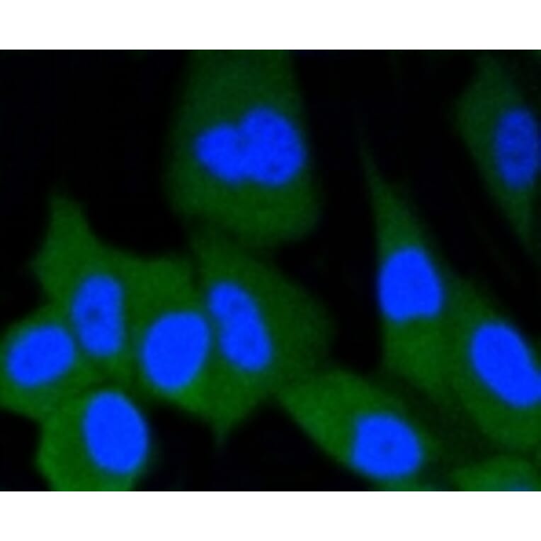 Anti-ERG Antibody from Bioworld Technology (BS9883M) - Antibodies.com