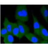 Anti-ERG Antibody from Bioworld Technology (BS9883M) - Antibodies.com