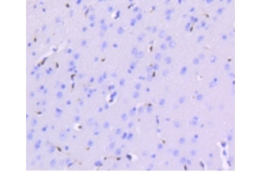 Anti-ERG Antibody from Bioworld Technology (BS9883M) - Antibodies.com