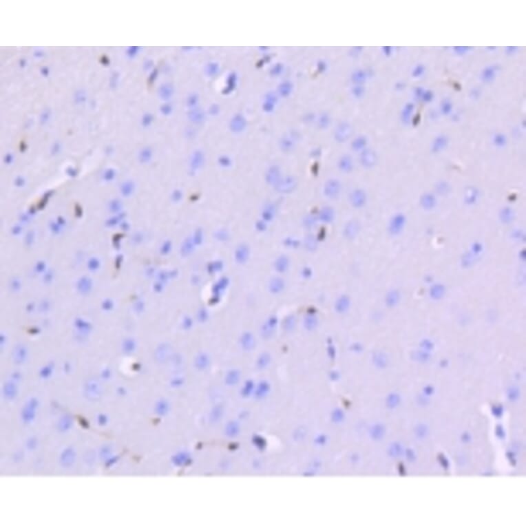 Anti-ERG Antibody from Bioworld Technology (BS9883M) - Antibodies.com