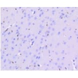 Anti-ERG Antibody from Bioworld Technology (BS9883M) - Antibodies.com