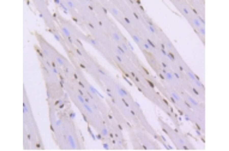 Anti-ERG Antibody from Bioworld Technology (BS9883M) - Antibodies.com