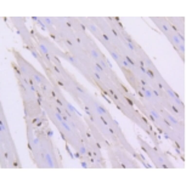 Anti-ERG Antibody from Bioworld Technology (BS9883M) - Antibodies.com