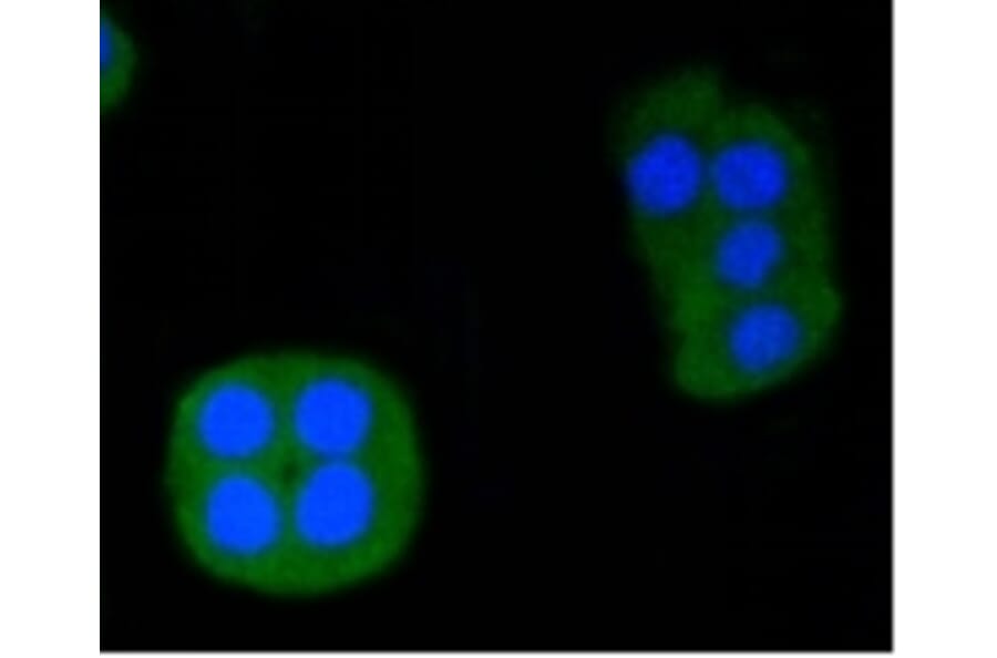 Anti-ERG Antibody from Bioworld Technology (BS9883M) - Antibodies.com