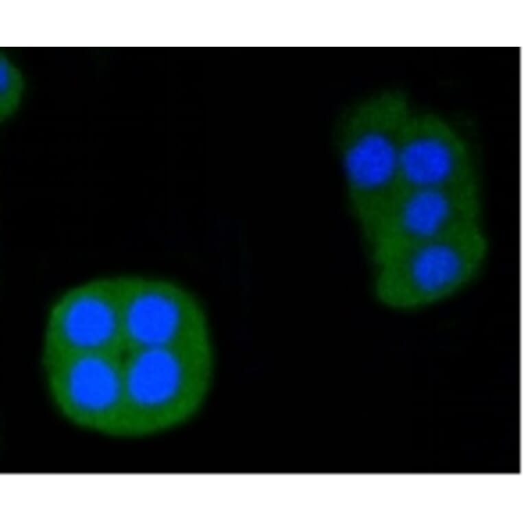 Anti-ERG Antibody from Bioworld Technology (BS9883M) - Antibodies.com