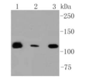 Anti-RNF20 Antibody from Bioworld Technology (BS9884M) - Antibodies.com