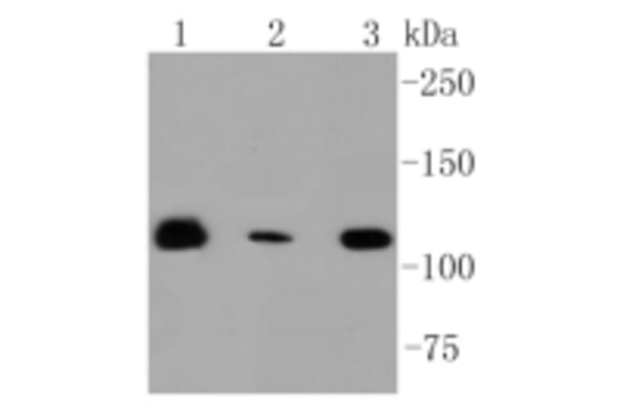 Anti-RNF20 Antibody from Bioworld Technology (BS9884M) - Antibodies.com
