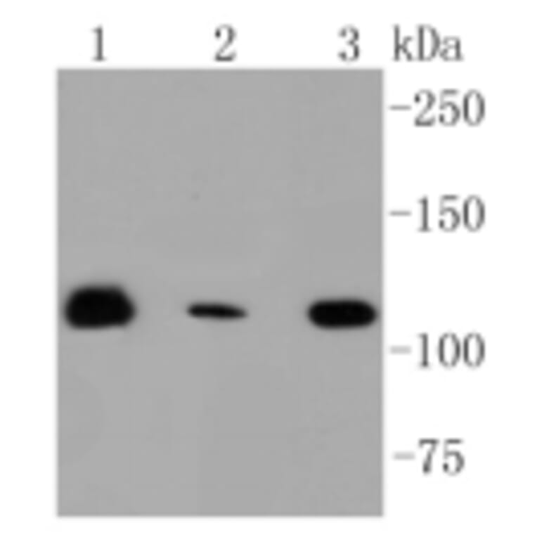 Anti-RNF20 Antibody from Bioworld Technology (BS9884M) - Antibodies.com