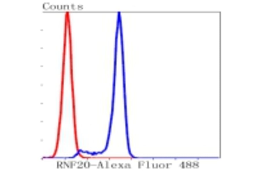 Anti-RNF20 Antibody from Bioworld Technology (BS9884M) - Antibodies.com