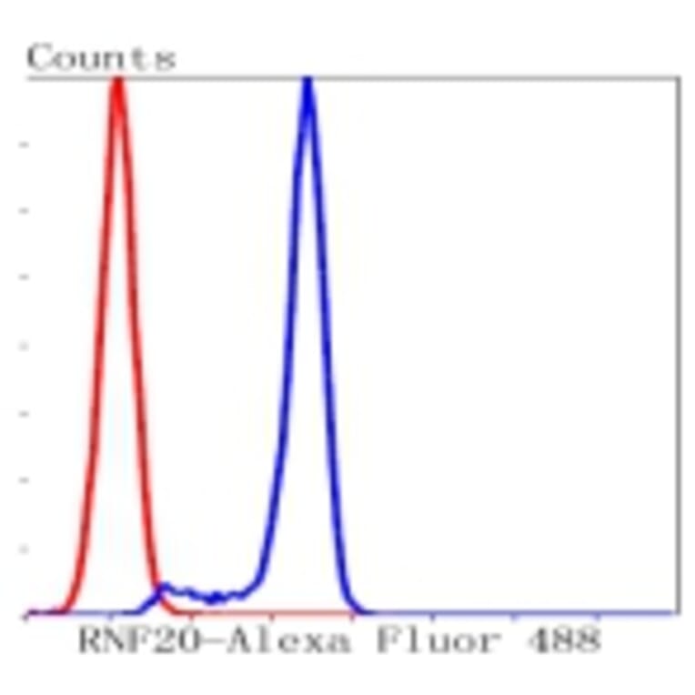 Anti-RNF20 Antibody from Bioworld Technology (BS9884M) - Antibodies.com