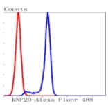 Anti-RNF20 Antibody from Bioworld Technology (BS9884M) - Antibodies.com