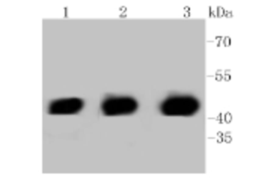 Anti-PHD1 Antibody from Bioworld Technology (BS9885M) - Antibodies.com