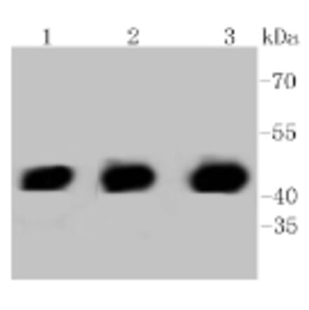 Anti-PHD1 Antibody from Bioworld Technology (BS9885M) - Antibodies.com