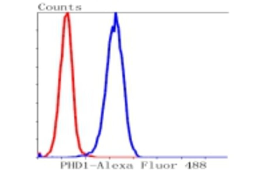 Anti-PHD1 Antibody from Bioworld Technology (BS9885M) - Antibodies.com