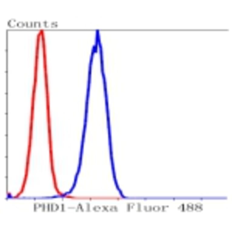 Anti-PHD1 Antibody from Bioworld Technology (BS9885M) - Antibodies.com