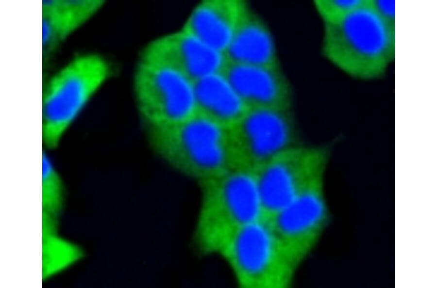 Anti-PHD1 Antibody from Bioworld Technology (BS9885M) - Antibodies.com