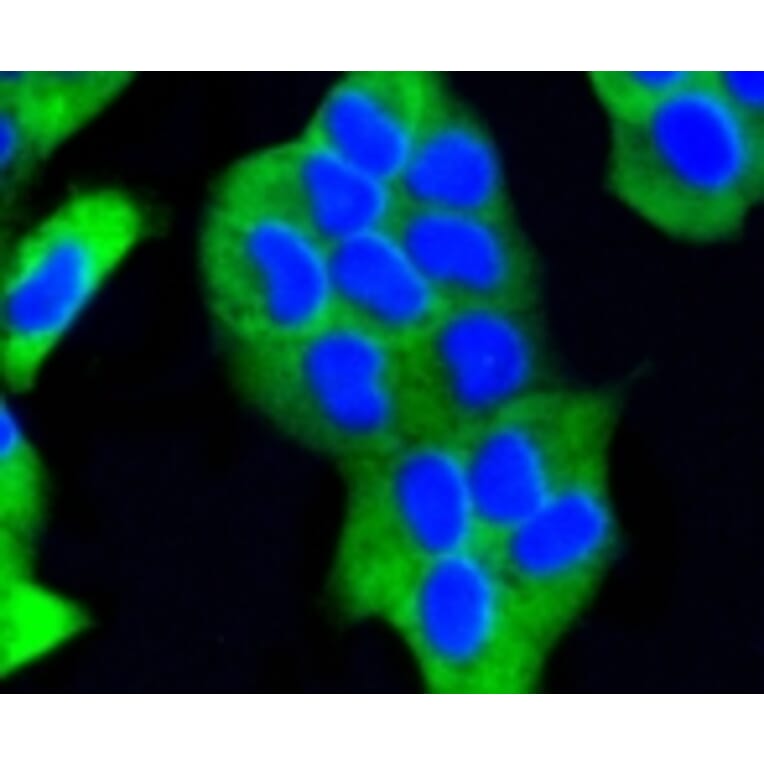 Anti-PHD1 Antibody from Bioworld Technology (BS9885M) - Antibodies.com