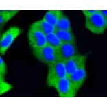Anti-PHD1 Antibody from Bioworld Technology (BS9885M) - Antibodies.com