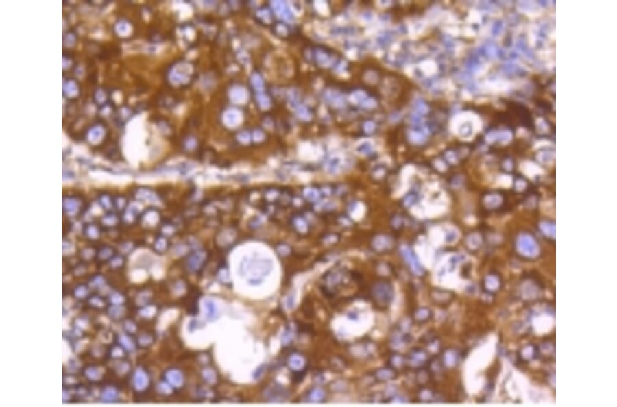 Anti-PHD1 Antibody from Bioworld Technology (BS9885M) - Antibodies.com