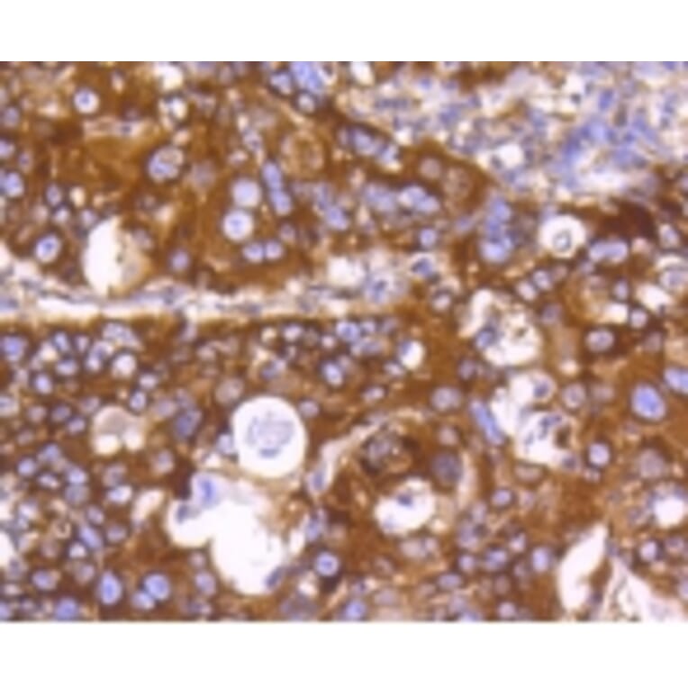 Anti-PHD1 Antibody from Bioworld Technology (BS9885M) - Antibodies.com