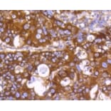 Anti-PHD1 Antibody from Bioworld Technology (BS9885M) - Antibodies.com