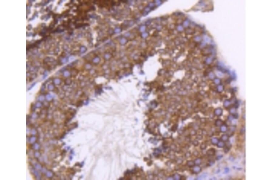 Anti-PHD1 Antibody from Bioworld Technology (BS9885M) - Antibodies.com