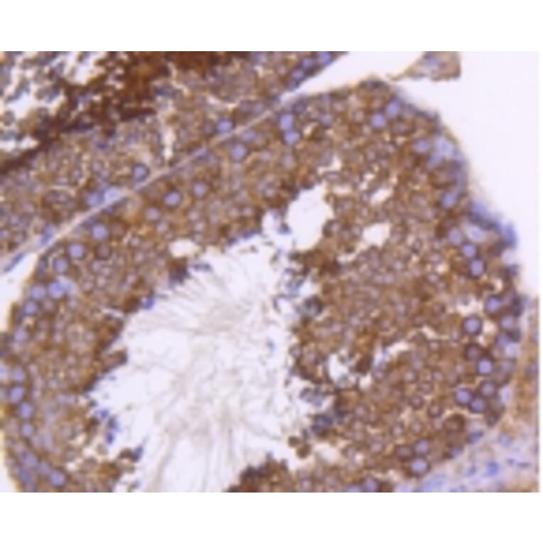 Anti-PHD1 Antibody from Bioworld Technology (BS9885M) - Antibodies.com