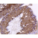 Anti-PHD1 Antibody from Bioworld Technology (BS9885M) - Antibodies.com
